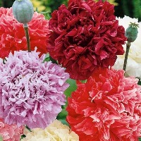 Tomasz Kazimierz Bujny